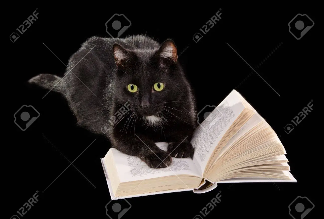 A stock picutre of a black cat laying on top of an open book.